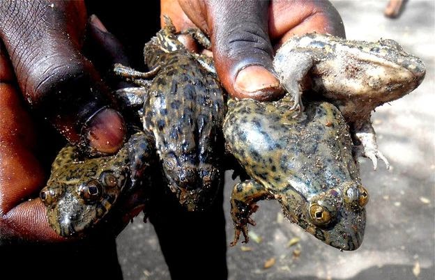 Nigeria: les grenouilles fumées seraient un délice culinaire pour certains(photos)