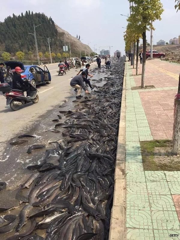 Une "pluie de poissons" s'abat sur la Thaïlande (photos)