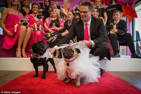Après être sortis ensemble pendant sept ans 2 chiens se marient: photos