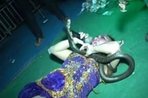 Une chanteuse meurt sur scène, mordue par un cobra