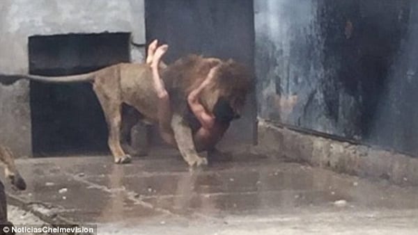 Un homme tente de se suicider en se jetant nu dans une cage à lions: PHOTOS