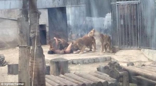 Un homme tente de se suicider en se jetant nu dans une cage à lions: PHOTOS