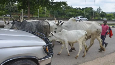 Des vaches bloquent la capitale du Nigeria