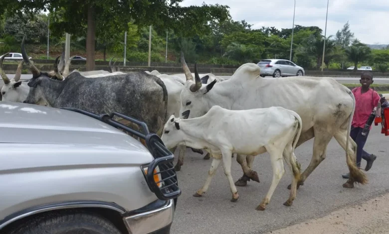 Des vaches bloquent la capitale du Nigeria