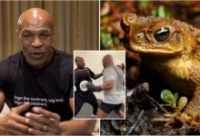 Mike Tyson consomme le venin de crapeau