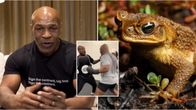 Mike Tyson consomme le venin de crapeau