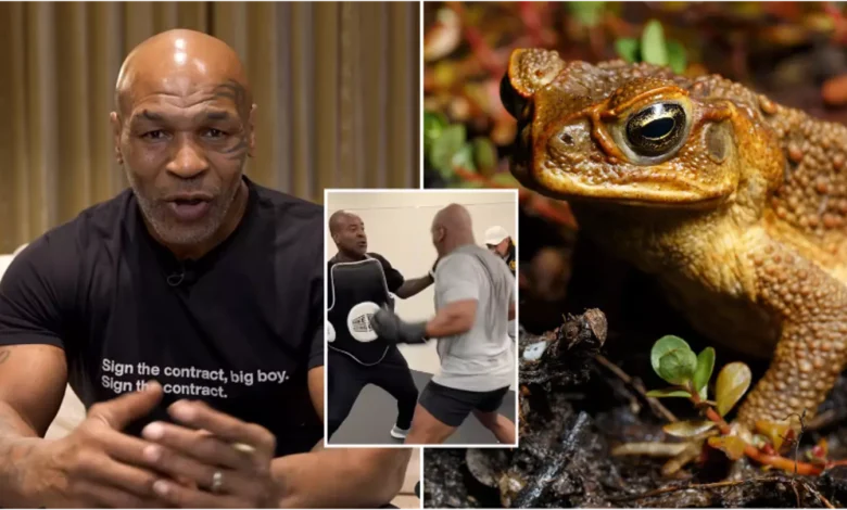 Mike Tyson consomme le venin de crapeau